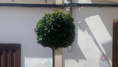 Plantació